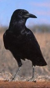 Ravens belong to the family Corvidae. ravens are believed to be the most intelligent of all birds.